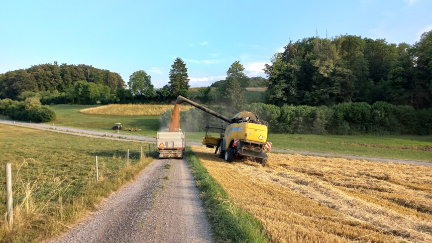 Weizenernte auf dem Feld